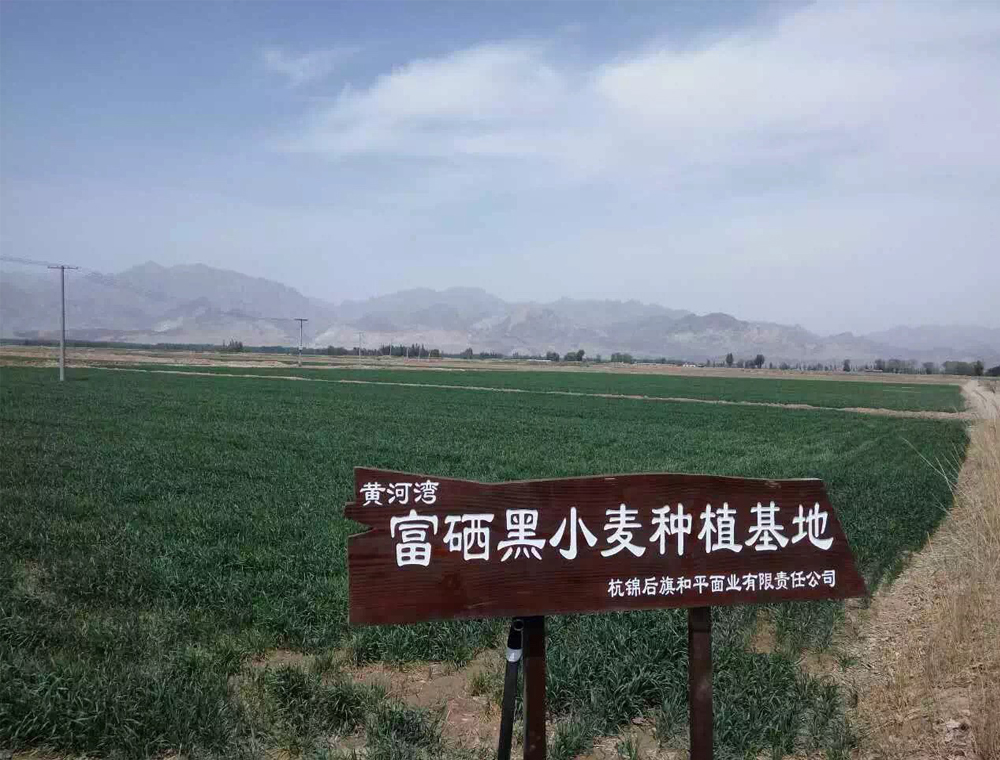 富硒黑小麦基地